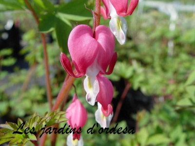 Dicentra spectabilis (cœur de marie) 